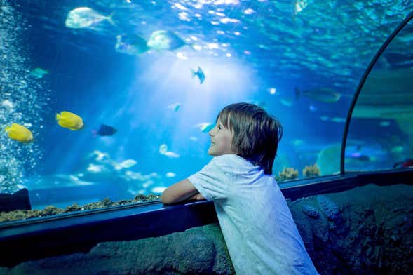 Inbursa Aquarium Ticket + Transport