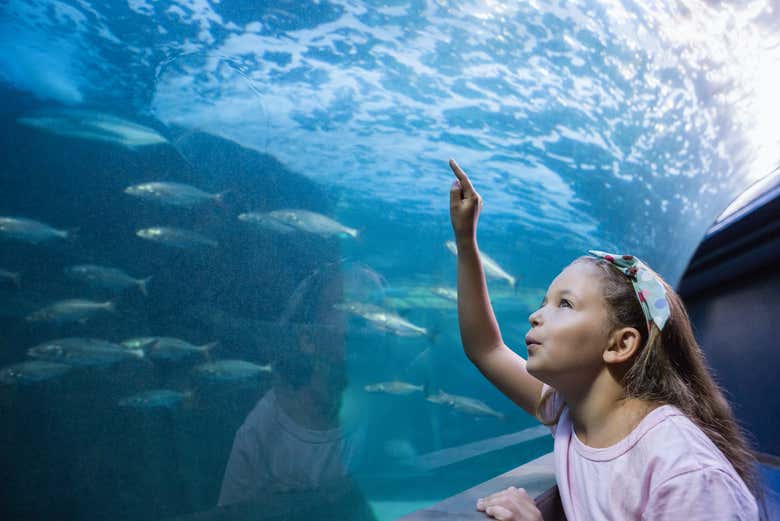 Observing the marine fauna of the Inbursa Aquarium