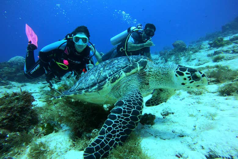 Diving next to a turtle