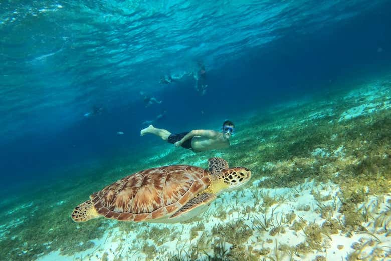 Nagez avec les tortue à Cozumel