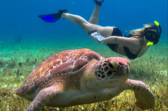 snorkel santuario tortugas cozumel