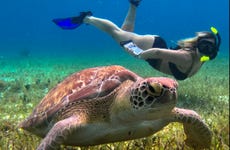 Snorkel en el santuario de tortugas de Cozumel