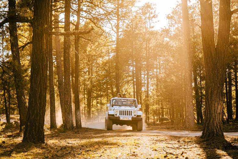 Drive through the Sierra Tarahumara forests