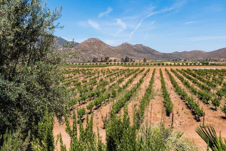 Viñedos del Valle de Ojos Negros