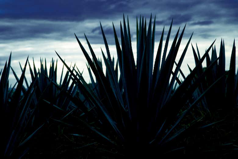 Night fall at the agave fields surrounding Tequila