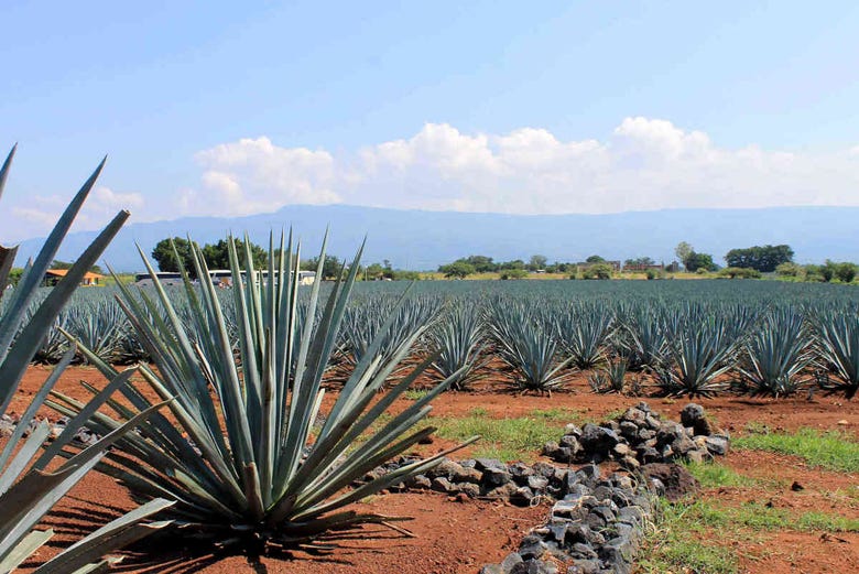 An agave plantation in Tequila