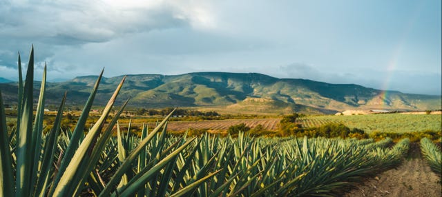 Tequila Tour + Distillery Visit with Tasting