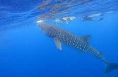 Snorkel con tiburones ballena en Holbox