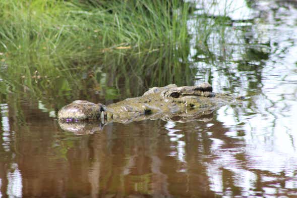 Bird & Crocodile Watching & Sea Turtle Release