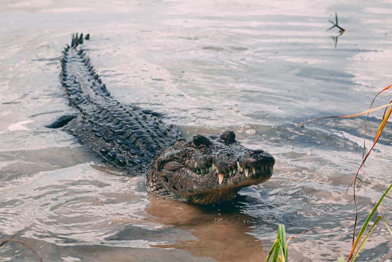 Crocodile in Ventanilla Lagoon