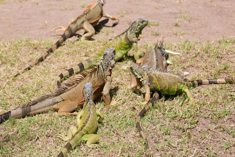 Iguanes à Ventanilla