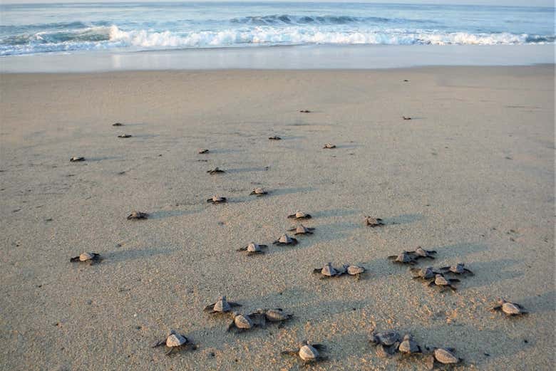 Freeing turtles in Bacocho beach