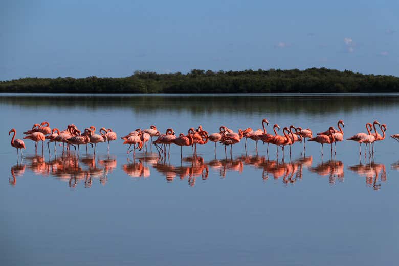 Spot flamengos