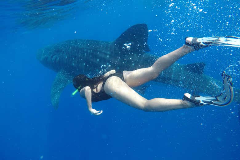 Nadando con tiburones ballena