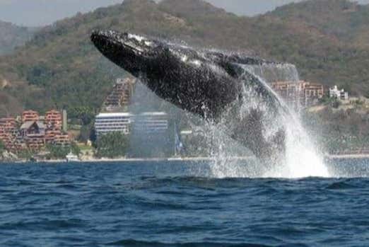 Una ballena saltando