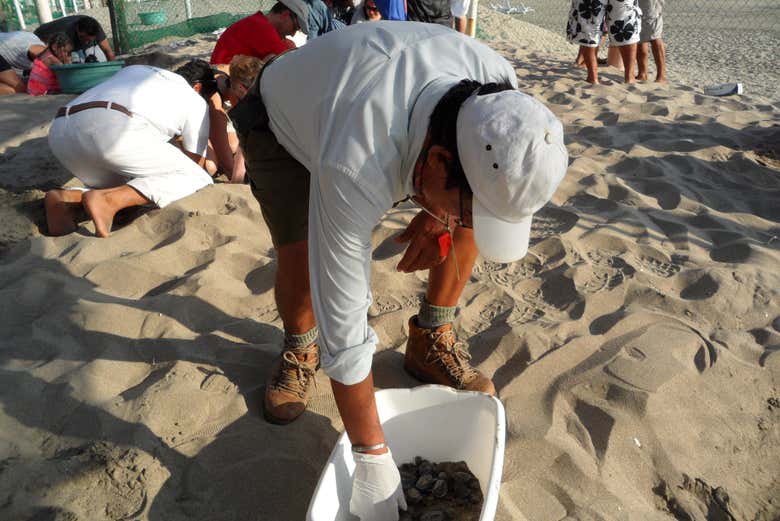 Ixtapa Zihuatanejo Sea Turtle Release - Book at Civitatis.com