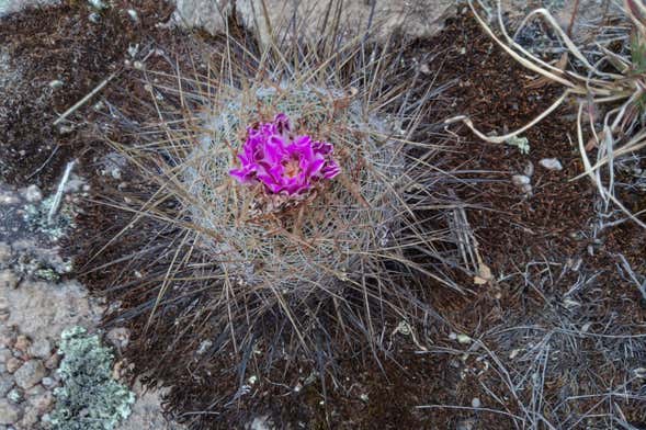 Senderismo por la Sierra de Lobos