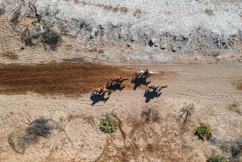 Vista aérea dos cavalos