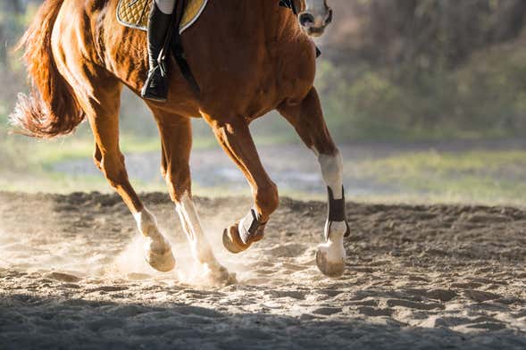 Baja California Sur Horseback Riding