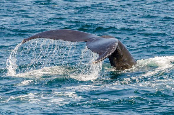 Avistamiento de ballenas en catamarán