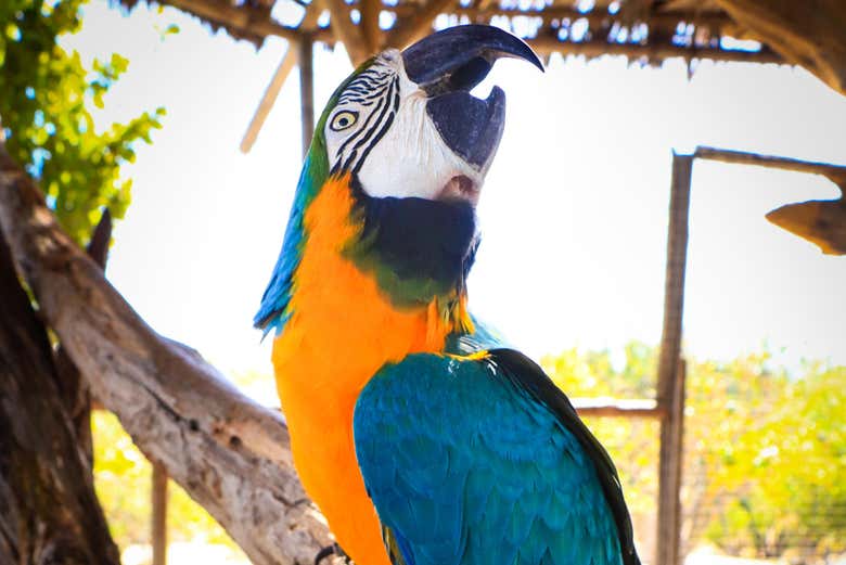 Macaw at Canyon's Kingdom Experience