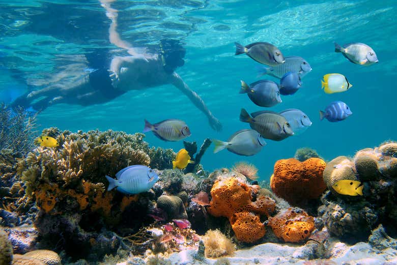 Haciendo snorkel en Los Cabos