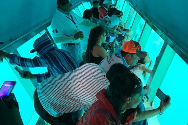 Underwater Viewing Boat Tour Los Cabos photo