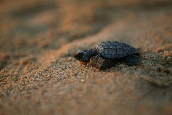 Turtle Release in Los Cabos