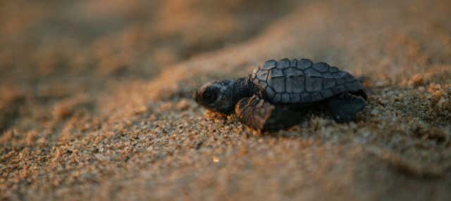 Turtle Release in Los Cabos - Book Online at Civitatis.com