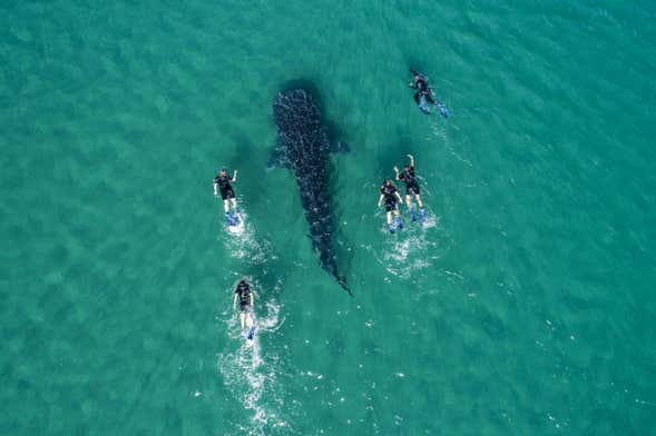 Nado con tiburones ballena