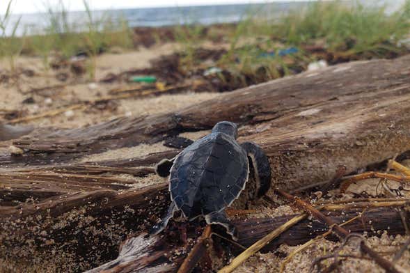 Excursión a Sandy Turtle