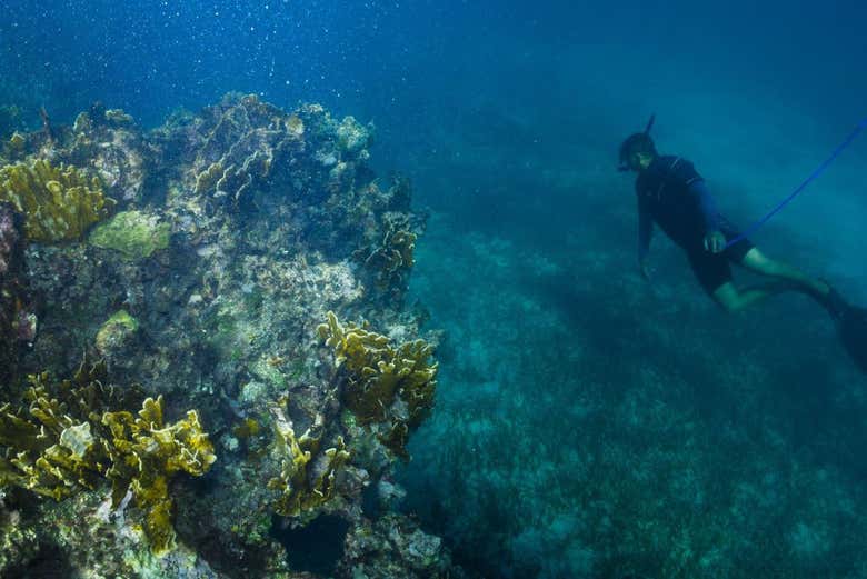 Admire the unbelievable underwater world