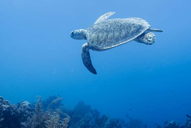 A sea turtle