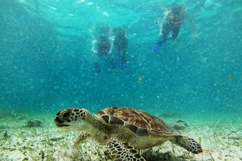 Meet sea turtles