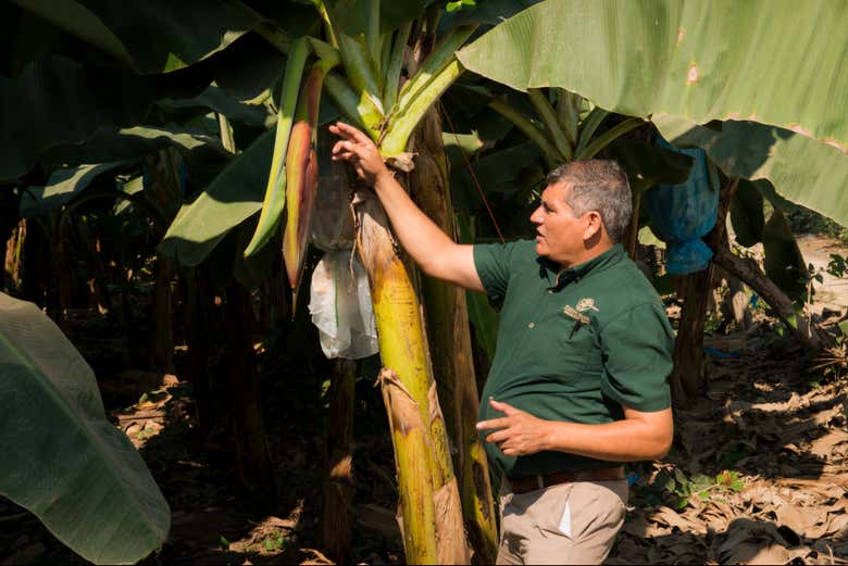 Aprendiendo sobre las diferentes plantaciones