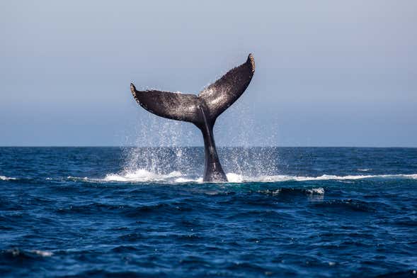 Avistamiento de ballenas en Mazatlán