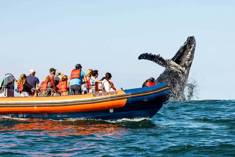 Gran salto de ballena en Mazatlán