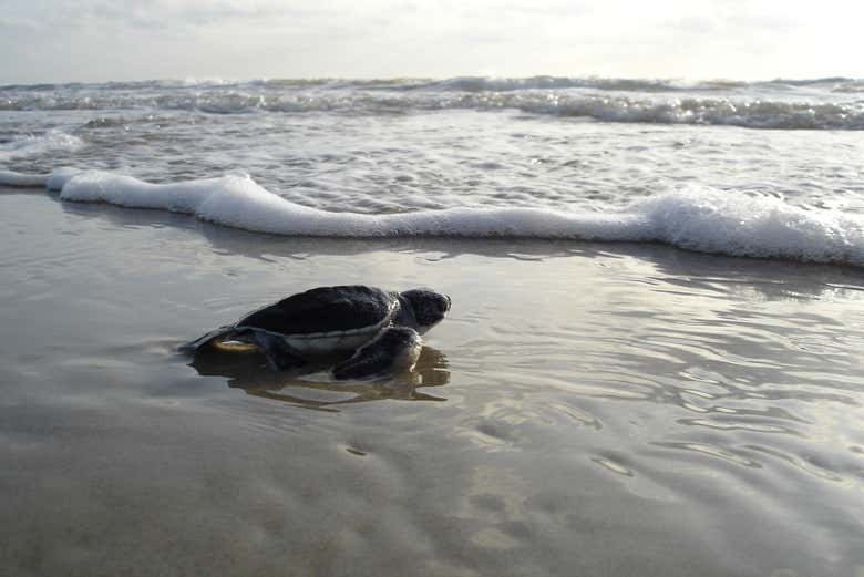 Tortuga golfina camino del mar