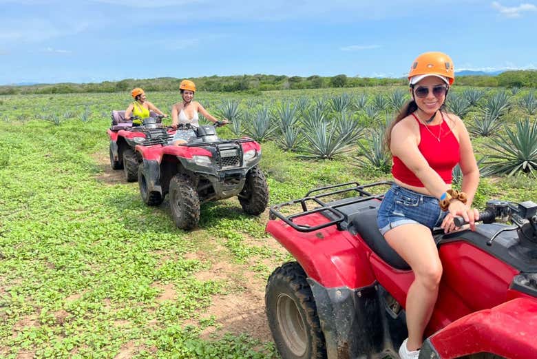 Atravesando un campo de agave