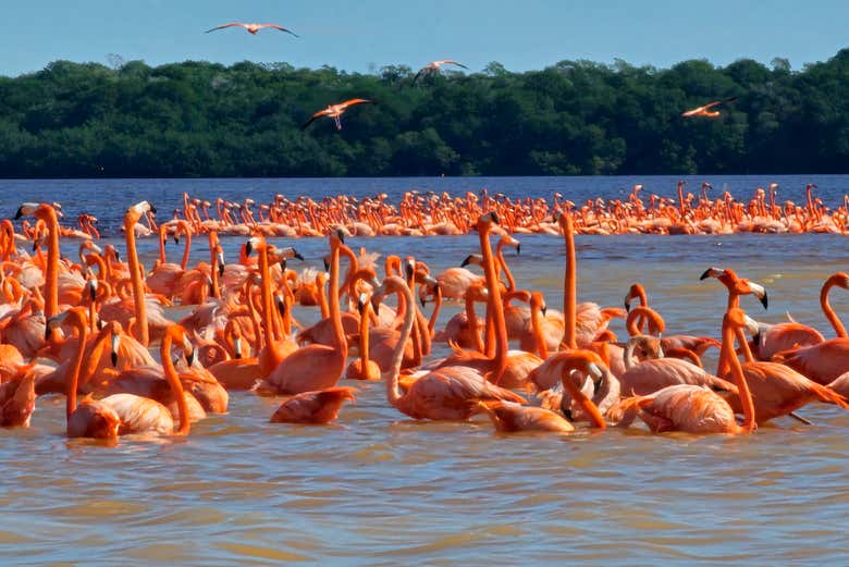 Flamencos en la reserva de Celestún