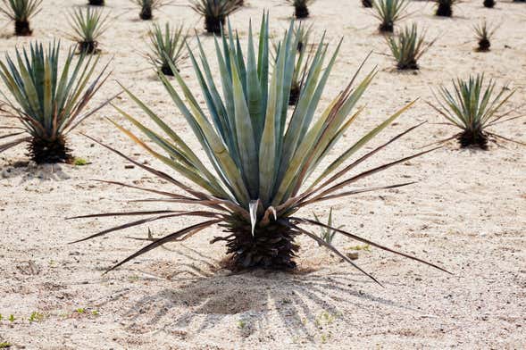 Etúcuaro Mezcal Distillery & Hiking Tour