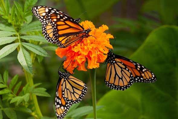 Private Tour to El Rosario Monarch Butterfly Sanctuary