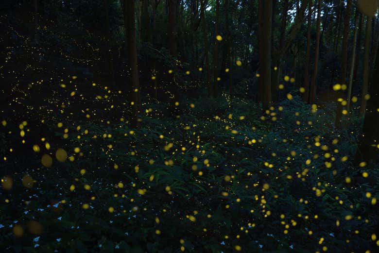 Firefly Sanctuary