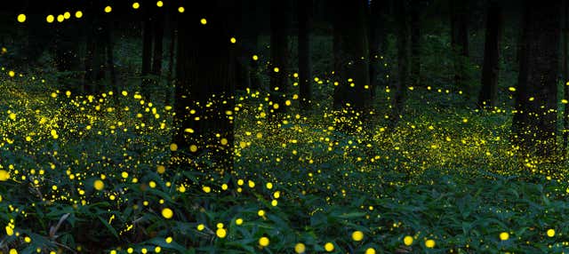 Nanacamilpa Firefly Sanctuary Tour - Book Online at Civitatis.com