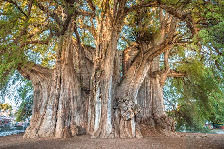 Árbol del Tule