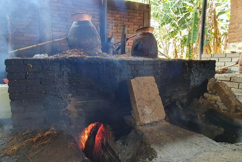 Learning all about mezcal production