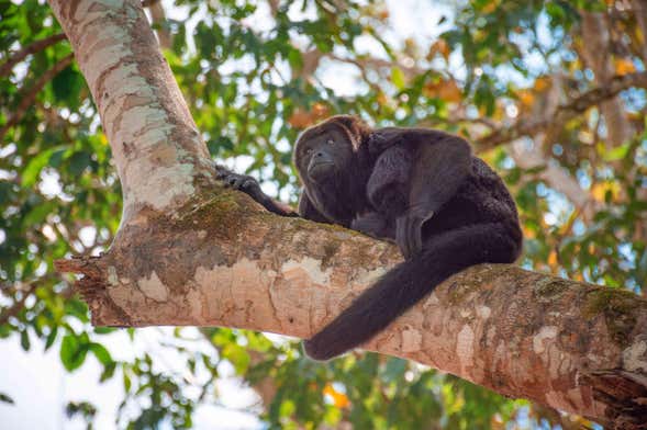 Trekking in the Lacandon Jungle