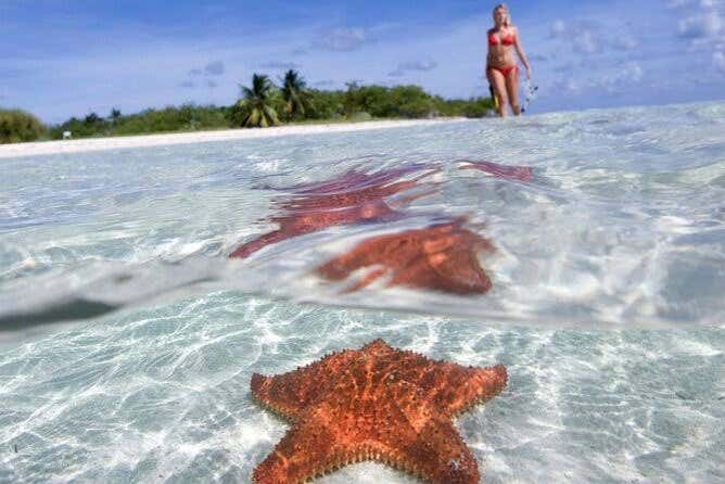 Visit a starfish sanctuary 