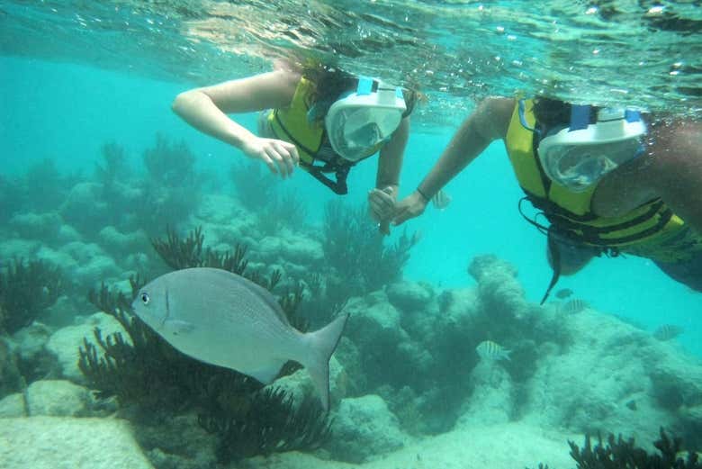 sea turtle snorkeling playa del carmen