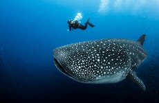 Swimming with Whale Sharks Experience